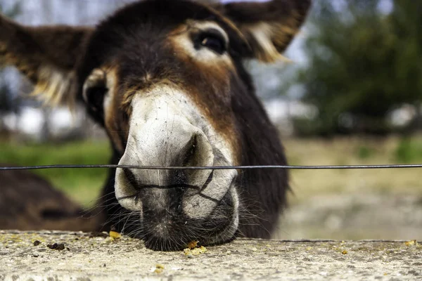 Donkey Eating Bread Stable Funny Animals Mammals — Stock Photo, Image