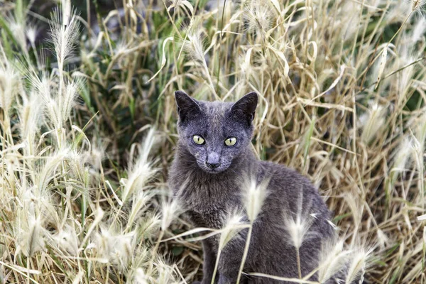 捨てられた野良猫 野良動物 ペット — ストック写真