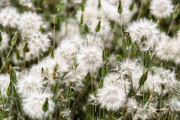 Tohumları Doğası Hayatı Olan Yabani Çiçeğin Ayrıntıları — Stok fotoğraf