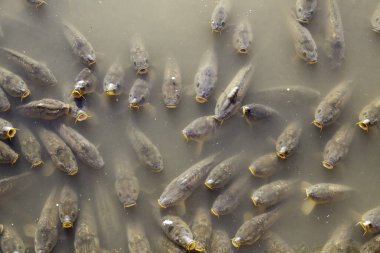 Doğadaki bir gölde vahşi balıkların ayrıntıları