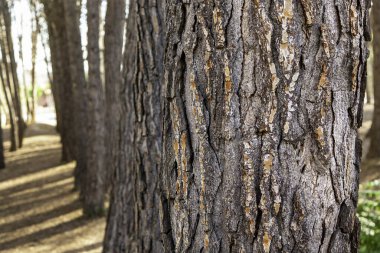 Doğadaki, çevredeki ve hayattaki ağaçların ayrıntıları