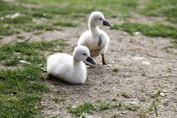 Detalhe Dos Cisnes Recém Nascidos Cuidado Proteção Dos Animais — Fotografia de Stock