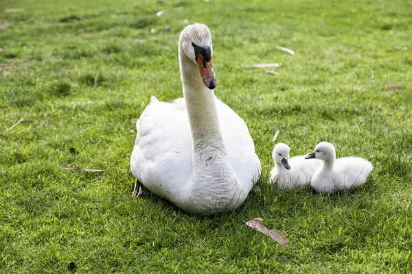 Detail Über Neugeborene Schwäne Pflege Und Schutz Der Tiere — Stockfoto