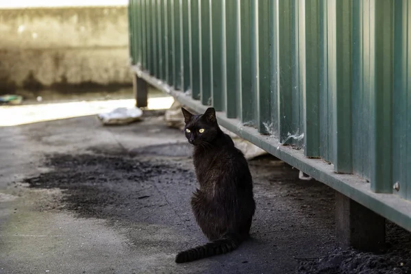 Zwarte Kat Straat Wilde Zwerfdieren Huisdieren — Stockfoto