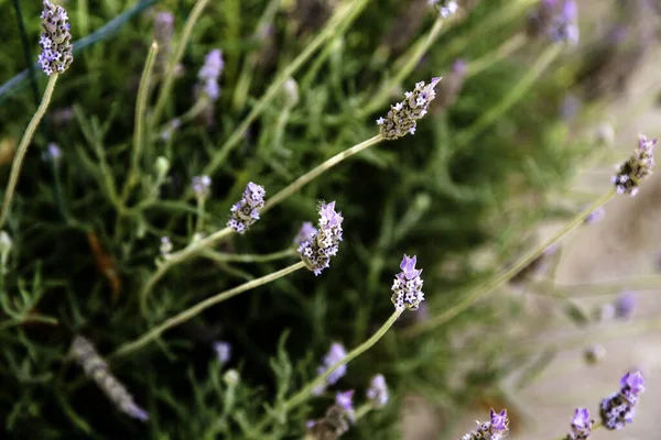 Detail Van Wilde Aromatische Bloemen Aromatherapie Natuur — Stockfoto