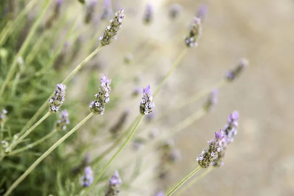 Detail Divokých Aromatických Květin Aromaterapie Přírody — Stock fotografie