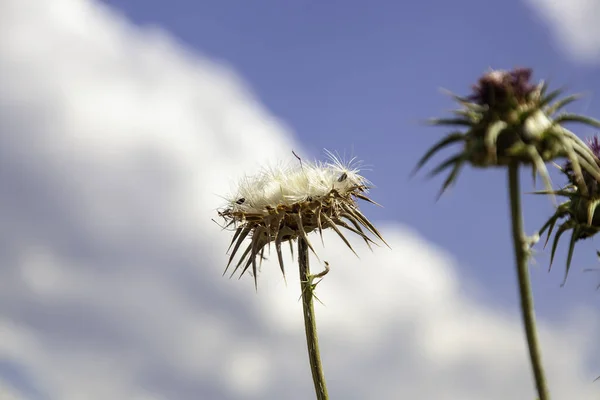 Tohumları Doğası Hayatı Olan Yabani Çiçeğin Ayrıntıları — Stok fotoğraf