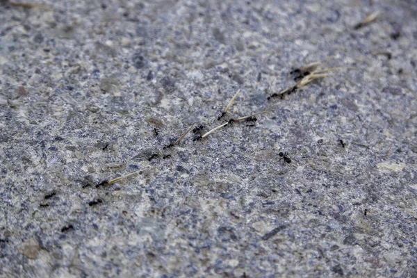 Detail Von Kleinen Insekten Die Dinge Tragen — Stockfoto