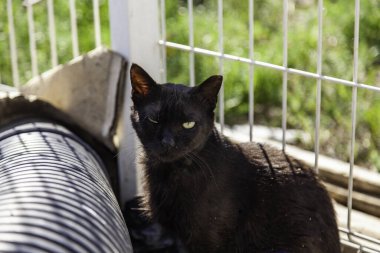 Sokaktaki kara kedi, vahşi hayvanlar, evcil hayvanlar.