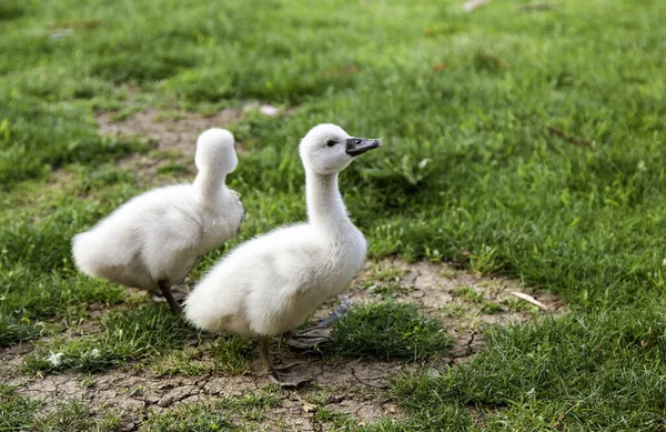 Detail of newborn swans, care and protection of animals