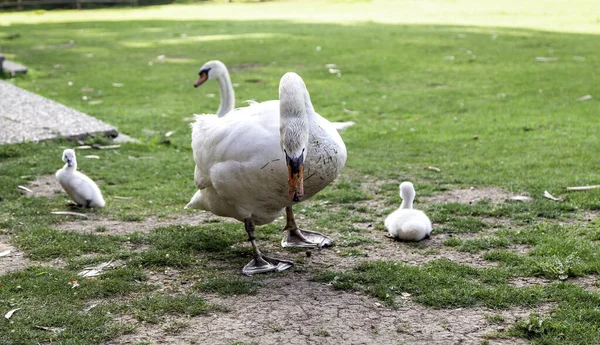Detalle Cisnes Recién Nacidos Cuidado Protección Los Animales — Foto de Stock