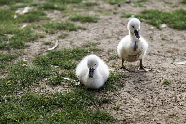 Detalhe Dos Cisnes Recém Nascidos Cuidado Proteção Dos Animais — Fotografia de Stock