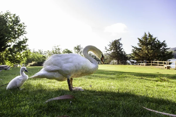 Detalle Cisnes Recién Nacidos Cuidado Protección Los Animales — Foto de Stock