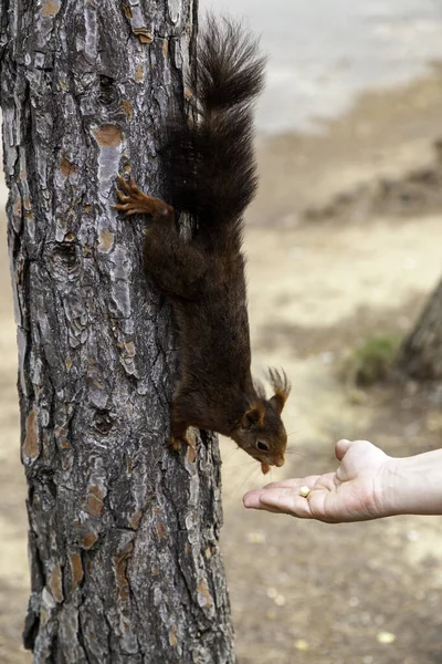 Feeding Wild Animal Forest Animal Nature Care — Stok fotoğraf