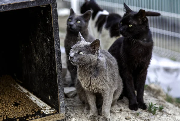 Abandoned street cats, stray animals, pets