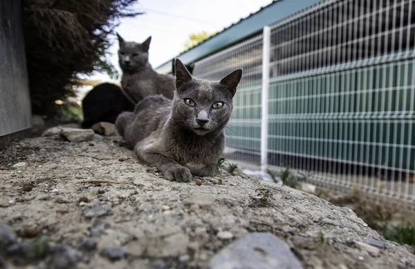 Abandoned street cats, stray animals, pets