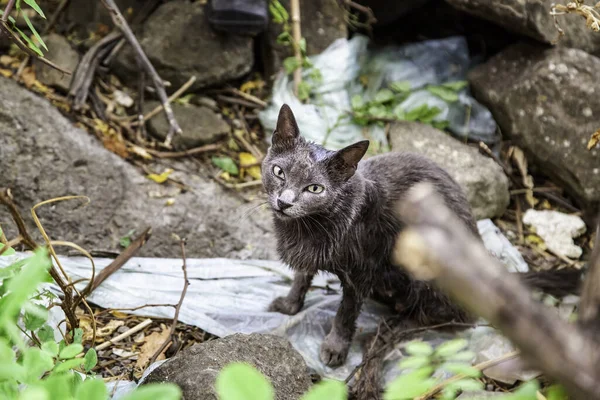 Abandoned Street Cats Stray Animals Pets — Stock Photo, Image