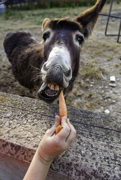 Detail of farm mammal animal eating vegetables