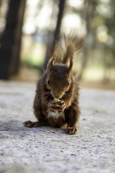 Detail Wild Animal Nature Animal Feeding — Stock Photo, Image