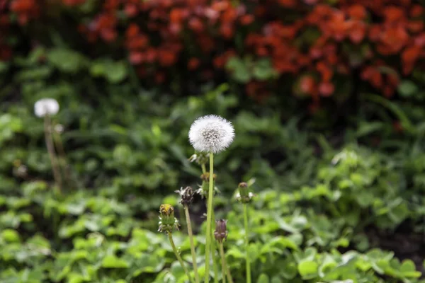 Detalj Vilda Blommor Med Frön Natur Och Liv — Stockfoto
