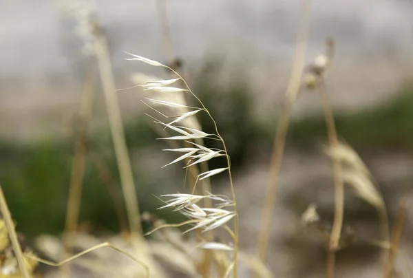 Hintergrundinformationen Weizen Getreide Und Ernte — Stockfoto