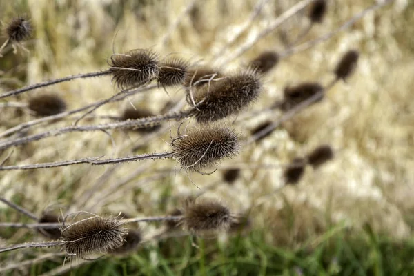 Détail Végétation Sauvage Dans Nature — Photo