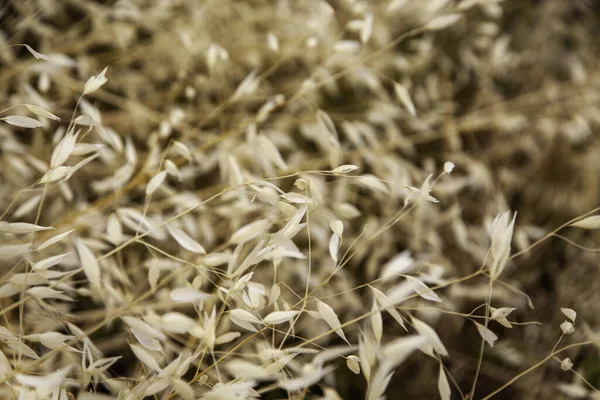 Buğday Mısır Gevreği Hasat Ayrıntıları — Stok fotoğraf