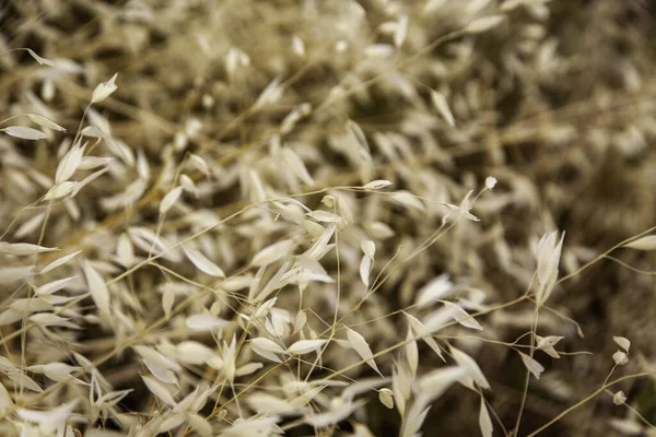 Detalhe Fundo Trigo Cereais Colheita — Fotografia de Stock