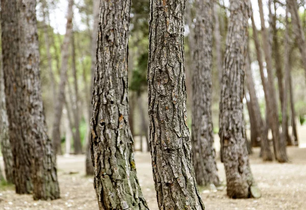 Szczegóły Drzew Przyrodzie Środowisku Życiu — Zdjęcie stockowe