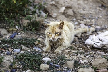 Terk edilmiş sokak kedileri, başıboş hayvanlar, evcil hayvanlar