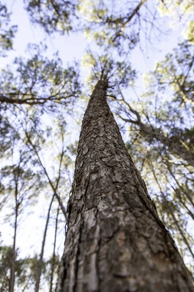 Προοπτική Λεπτομέρεια Ενός Κορμού Δέντρου Ένα Δάσος Στη Φύση — Φωτογραφία Αρχείου