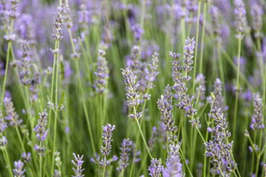 Lavanta bitkilerini dölleyen böceklerin ayrıntıları