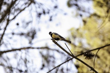 Doğadaki bir ormanda egzotik bir kuş