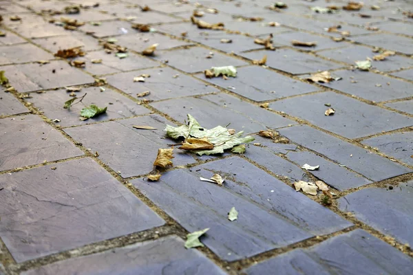 Detail Van Gevallen Herfstbladeren Grond Seizoen Van Het Jaar — Stockfoto