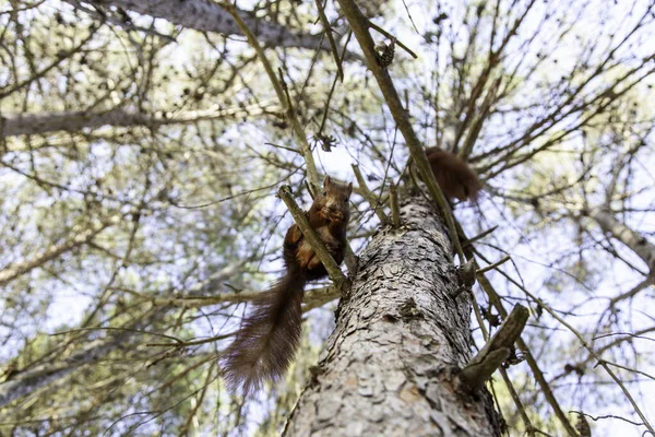 Voeden Van Een Wild Dier Het Bos Dieren Natuur — Stockfoto