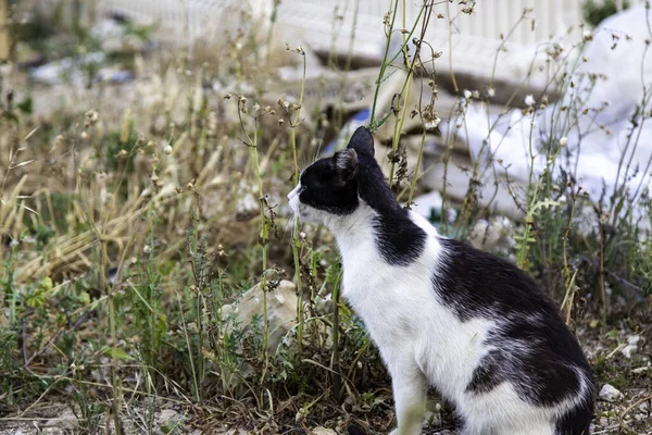 Abandoned street cats, stray animals, pets