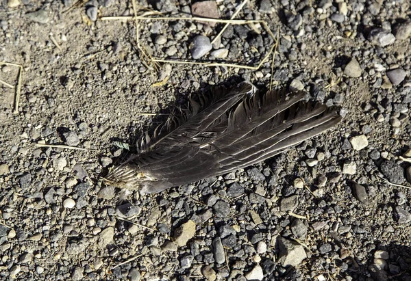 Detail Part Dead Bird Feathers — ストック写真