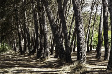 Doğadaki, çevredeki ve hayattaki ağaçların ayrıntıları