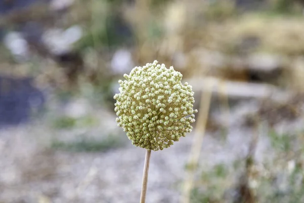 Detalj Vilda Blommor Med Frön Natur Och Liv — Stockfoto