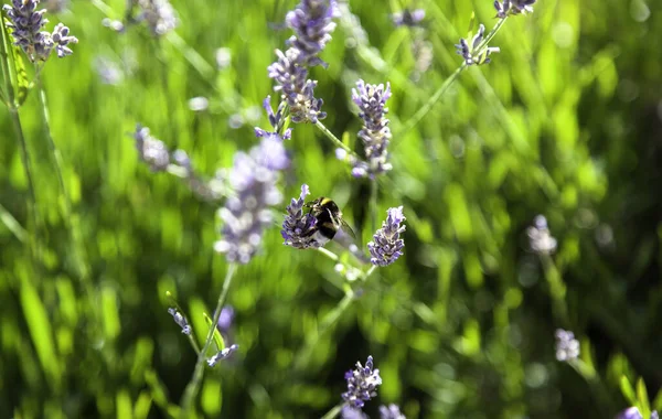 Detail Hmyzu Opylujícího Divoké Levandulové Květy — Stock fotografie