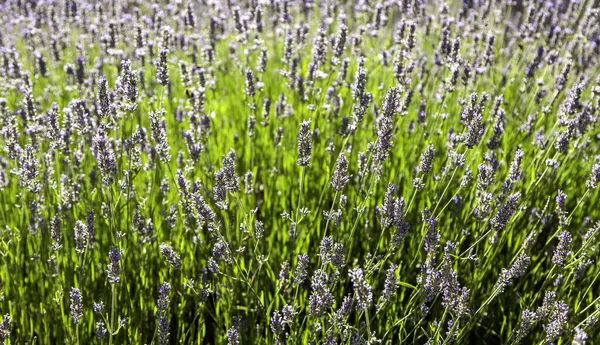 Detalhe Flores Frescas Lavanda Flores Aromáticas — Fotografia de Stock