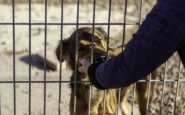 Detalhe Cuidado Carinho Por Cão Abandonado — Fotografia de Stock