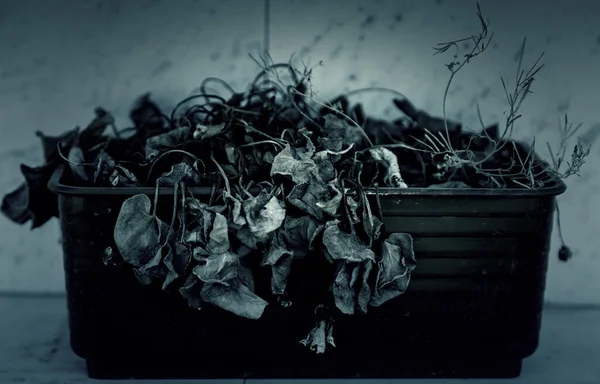 Detail Dead Plant Pot Home — Stockfoto