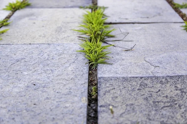 Detail Cemented Ground Grass Shoots — Photo