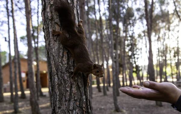 Feeding Wild Animal Forest Animal Nature Care — Fotografia de Stock