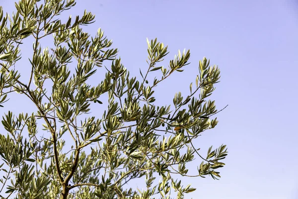 Detail Old Olive Tree Countryside Nature Life — Foto Stock