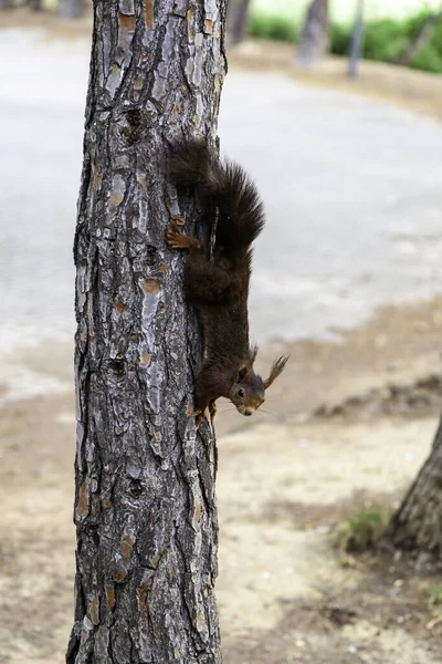 Feeding Wild Animal Forest Animal Nature Care — Stok fotoğraf