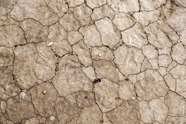 Detail Drought Climate Change Environmental Disaster — 图库照片
