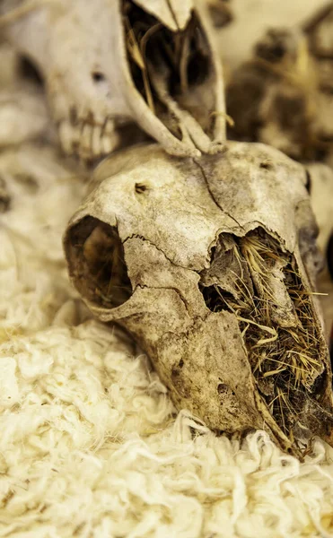 Detail Toter Tierknochen Hexerei Und Aberglaube — Stockfoto