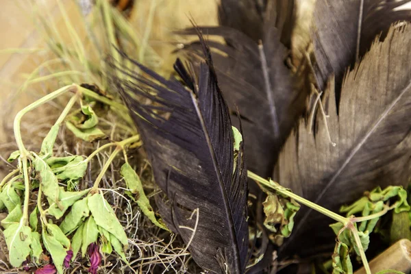 Detail of decoration with black feathers